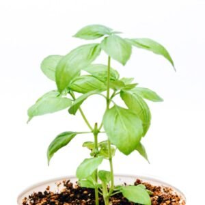 মরিঙ্গা পাউডার